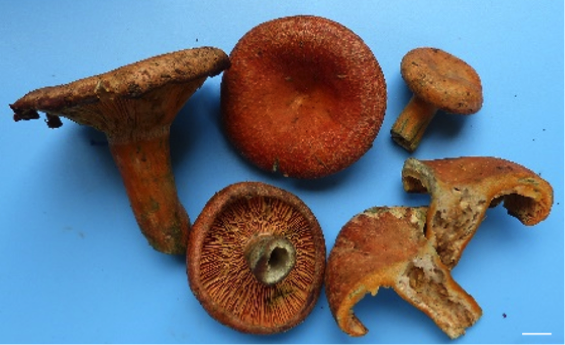 Lactarius hengduanensis