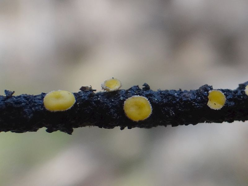 Lachnellula subtilissima on Abies alba