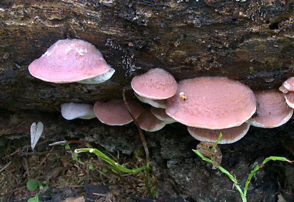 Leptoporus mollis fruiting bodies