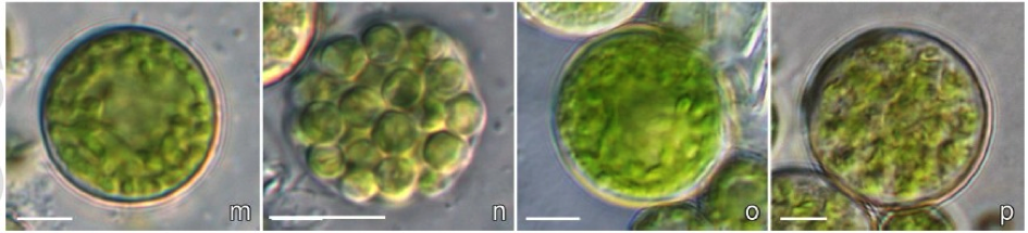 Symbiochloris reticulata