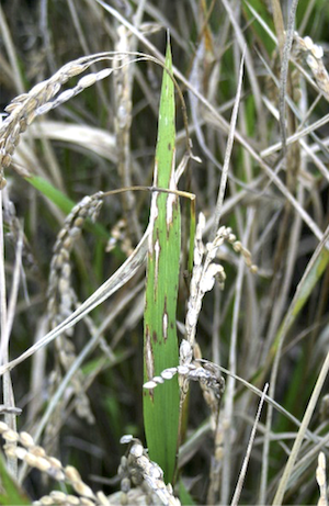 Rice blast lesions induced by P. oryzae on adult rice leaves
