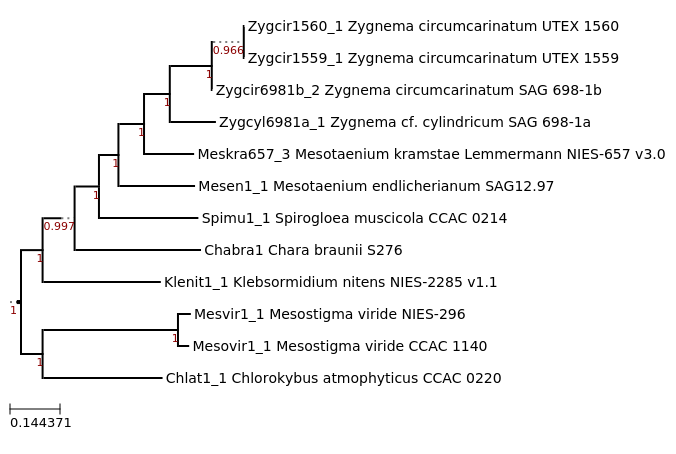 Maximum-Likelihood phylogeny generated by FastTree for Mesostigma
viride CCAC 1140 with other Streptophyte algae