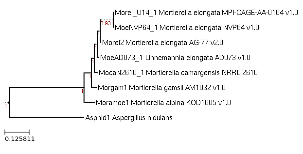 Photo of Linnemannia camargensis NRRL 2610