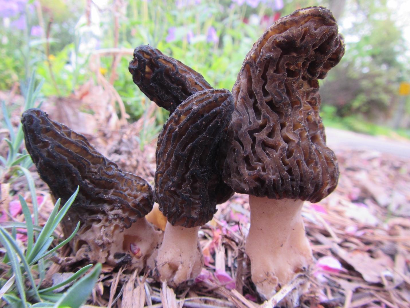 Photo of Morchella angusticeps Mel-15 v1.0