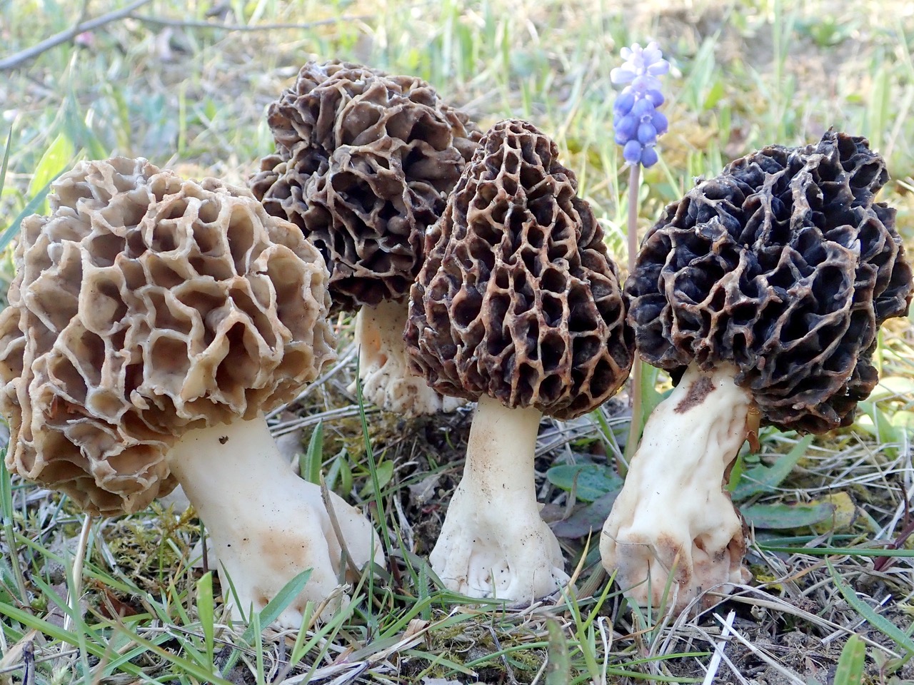 Photo of Morchella esculenta PhC 158 v1.0