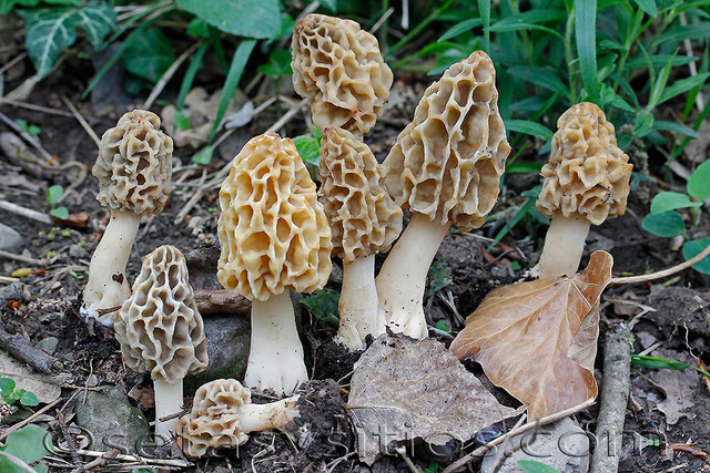 Photo of Morchella fluvialis PhC 265 v3.0