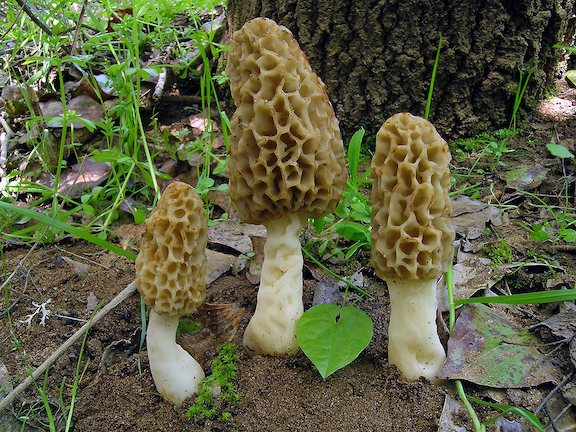 Photo of Morchella palazonii PhC 149 v1.0