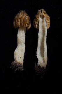 Photo of Morchella punctipes GB769 v1.0