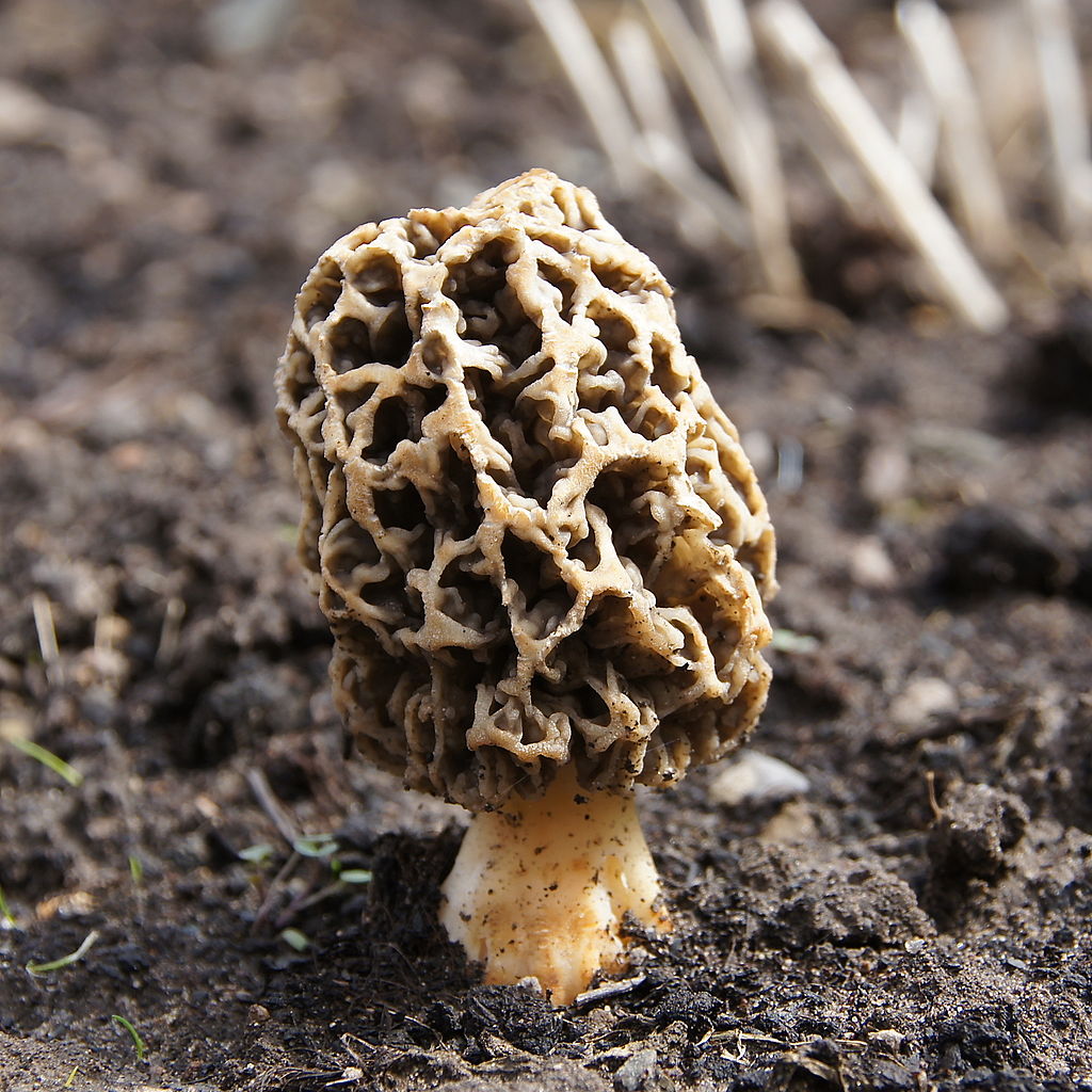 Photo of Morchella ulmaria NRRL 36825 v1.0