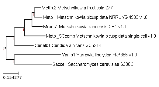 Phylogenetic tree showing Metschnikowia rancensis CR1 and other
closely related species in MycoCosm.