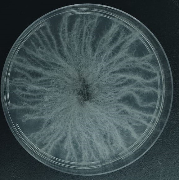 LGMF1551 strain grown on Potato Dextrose Agar (PDA). [Photo credit: Alicia Sofia Tempesta]