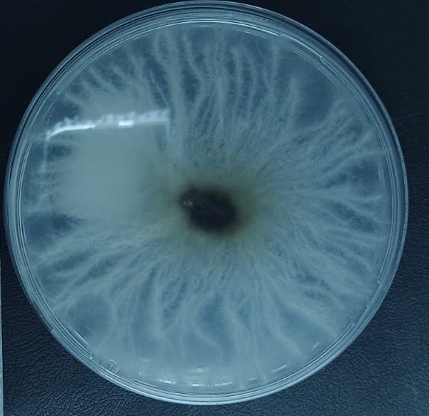 LGMF1551 strain grown on Potato Dextrose Agar (PDA). [Photo credit:
Alicia Sofia Tempesta]