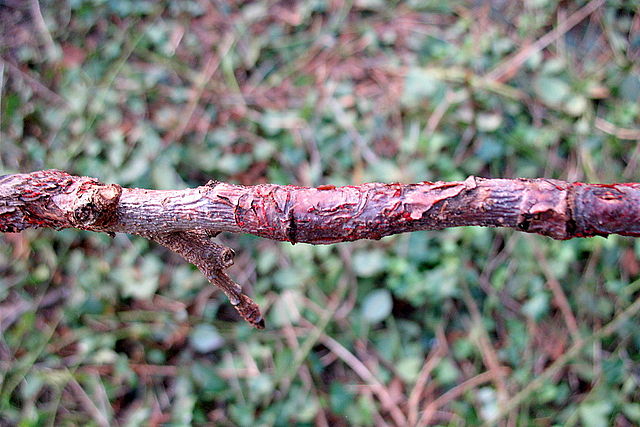 Neonectria ditissima on apple tree branch.