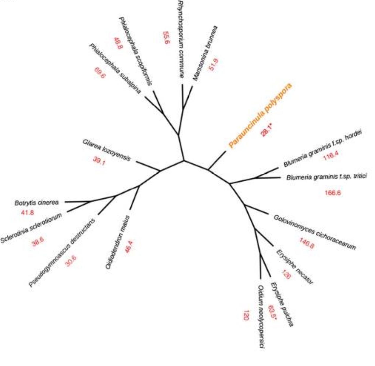 Multilocus phylogeny (cladogram) of selected leotiomycete fungi.