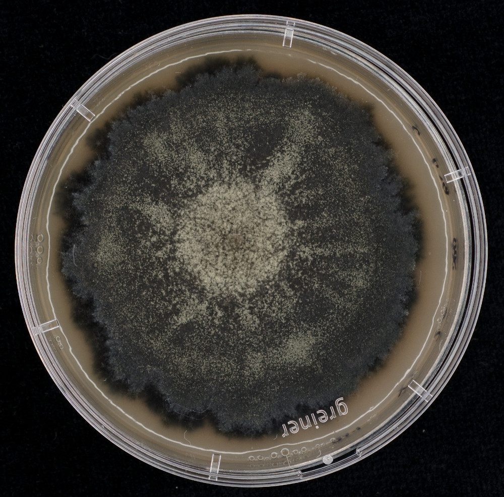 Phyllosticta citribraziliensis CPC 17464 grown on sugar beet pulp.