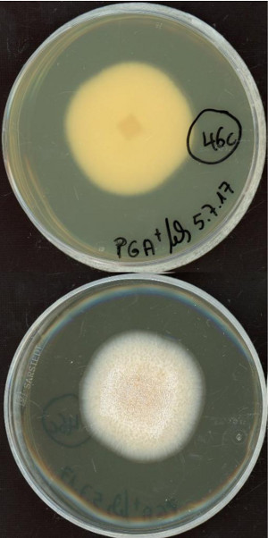 Phaeosphaeria poagena growing in the lab.