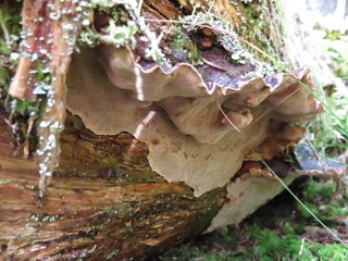 Phellopilus nigrolimitatus