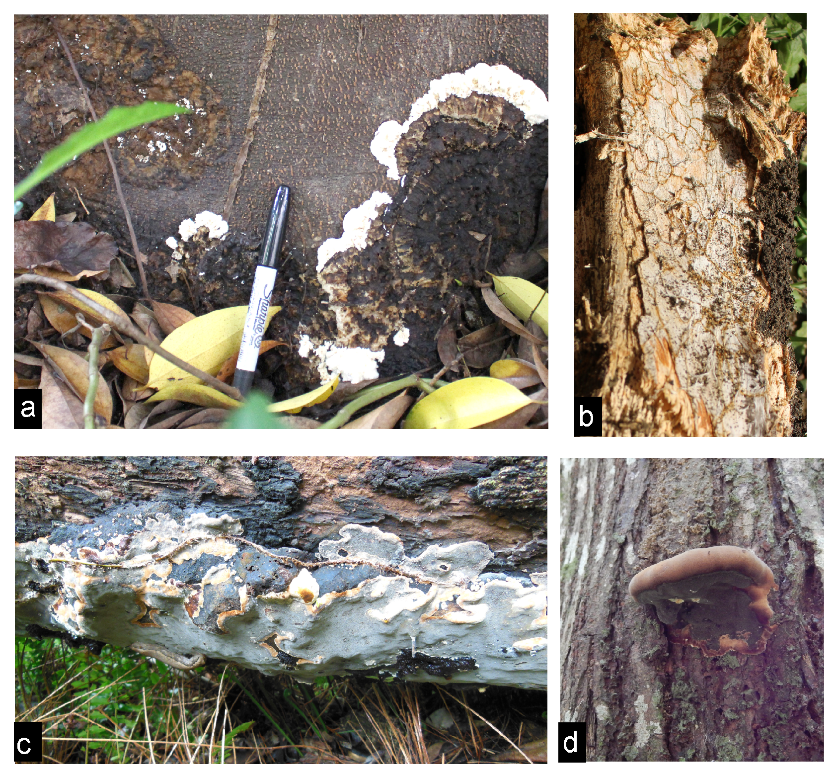 The images of Phellinus noxius