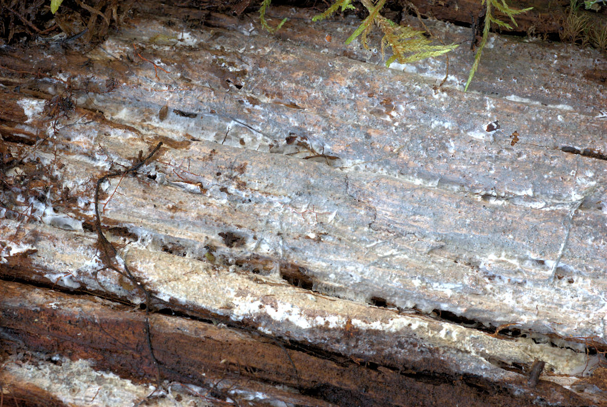 Phlebia sucretacea fruiting bodies