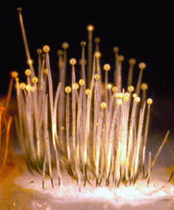 Photo of Phycomyces blakesleeanus NRRL1555 v2.0