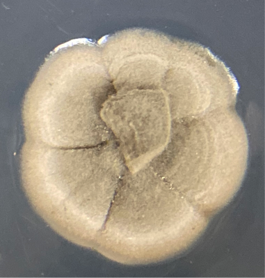 Pleosporaceae sp. PMI_138