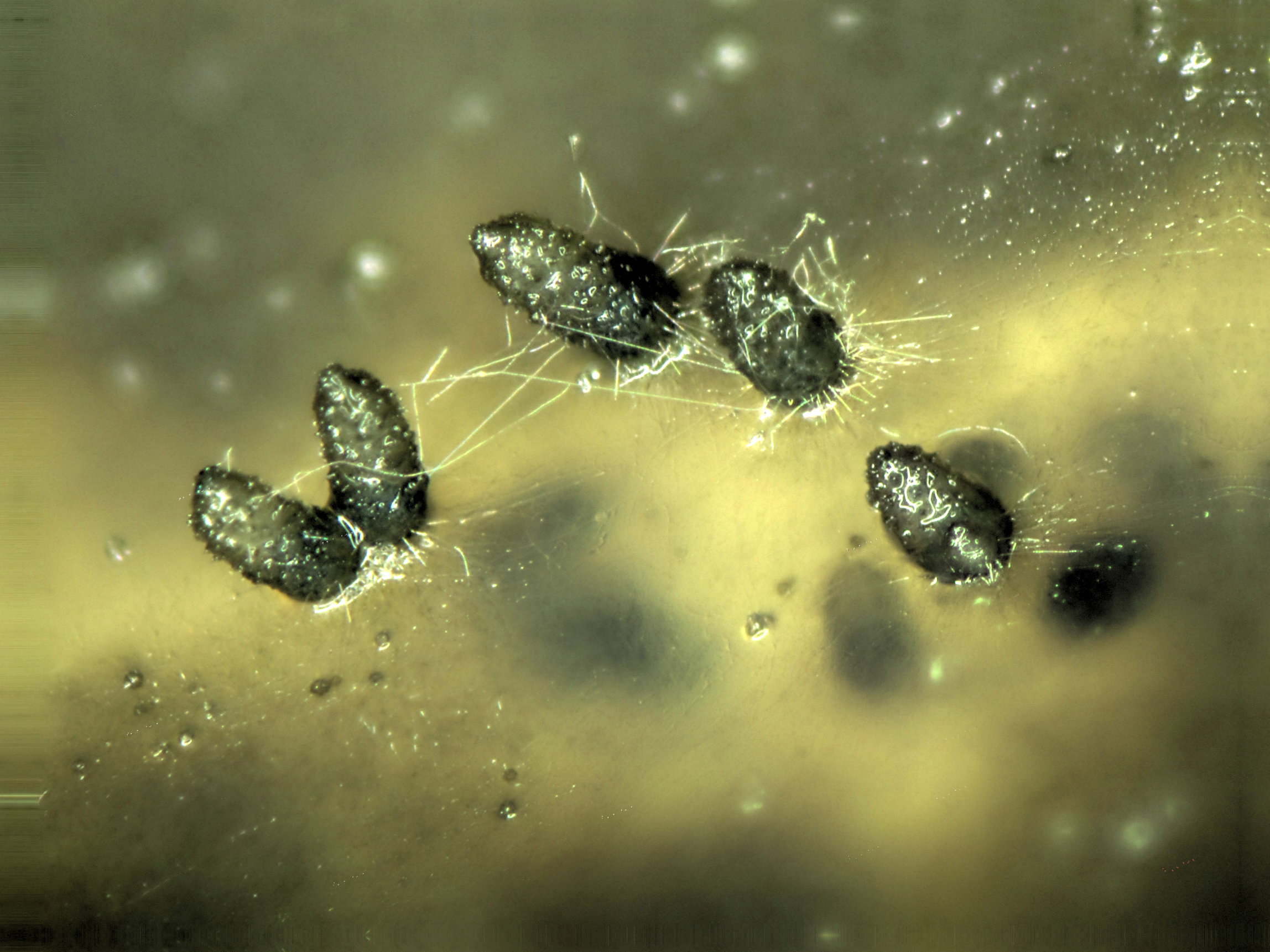 Podospora tetraspora perithecia growing on M2