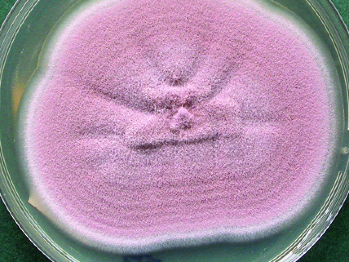 Purpureocillium lilacinum culture.