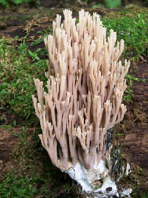 Photo of Ramaria rubella (R. acris) UT-36052-T v1.0