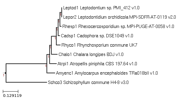 Photo of Rhynchosporium commune UK7