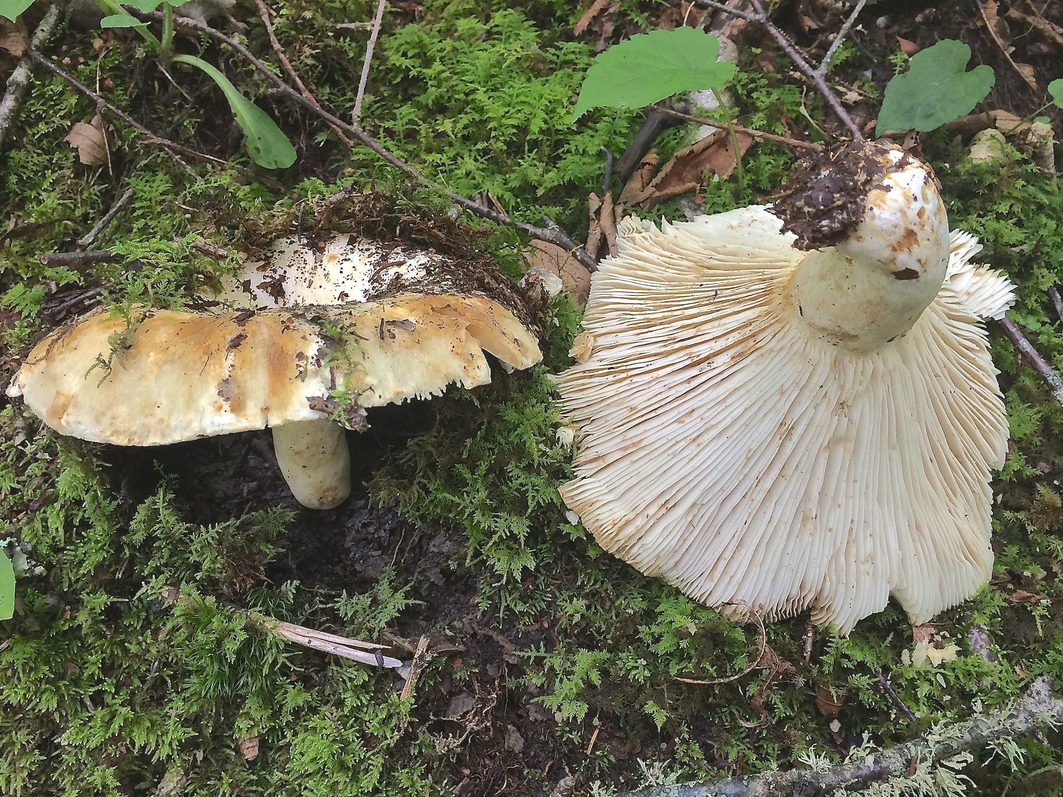 Russula brevipes