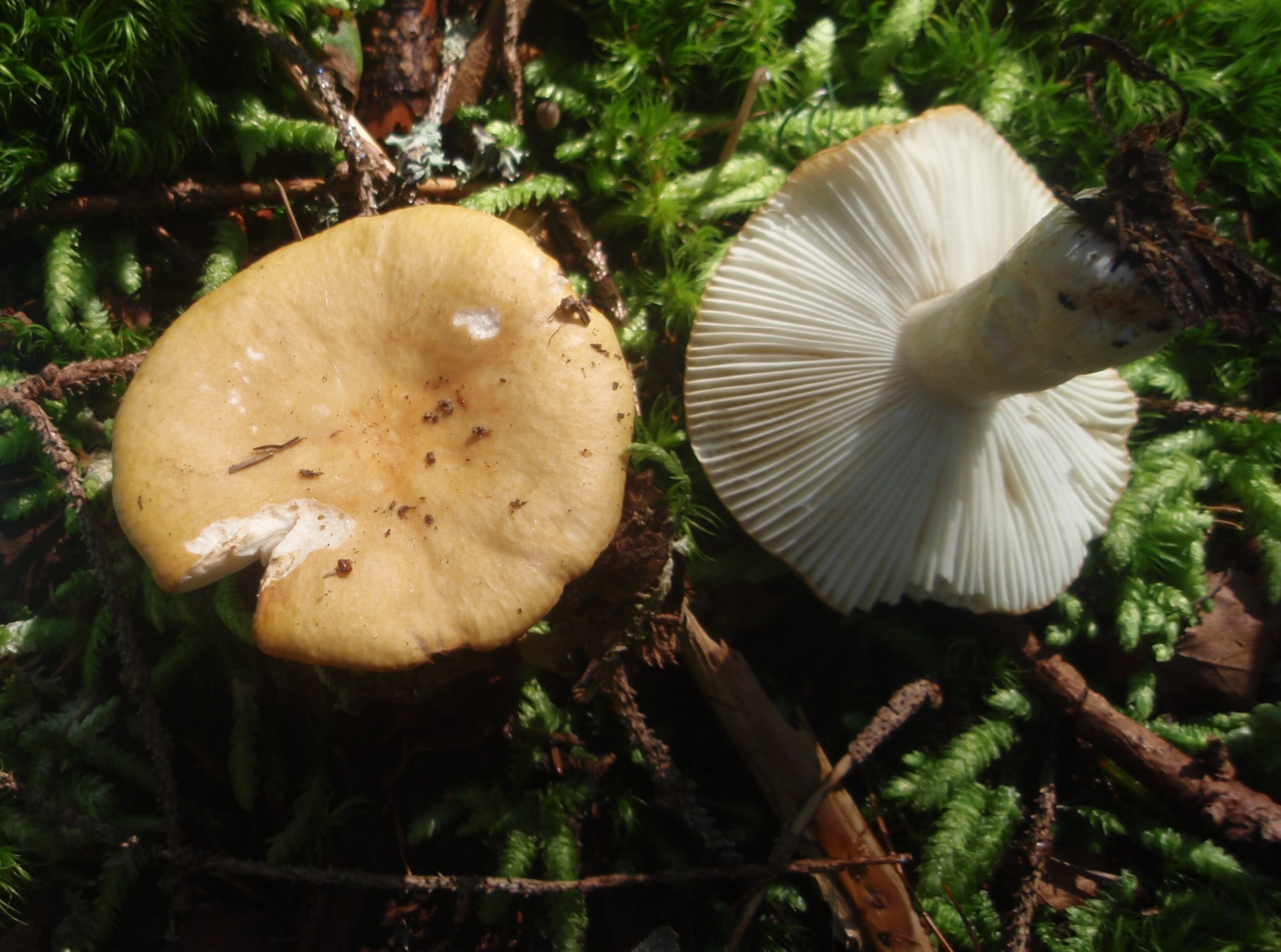 Russula ochroleuca Prilba