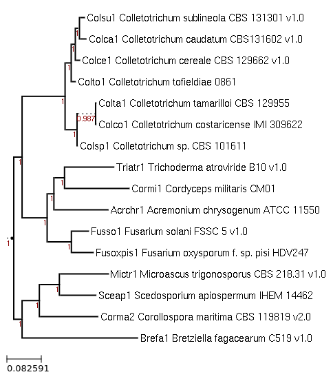 Photo of Scedosporium apiospermum IHEM 14462