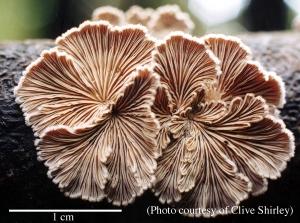 Schizophyllum genus type species S. commune. Photo courtesy of Clive Shirley