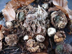 Sclerogaster hysterangioidesphoto by Benjamin Stielow