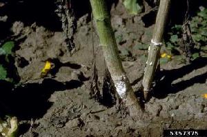 Photo of Sclerotinia sclerotiorum v1.0