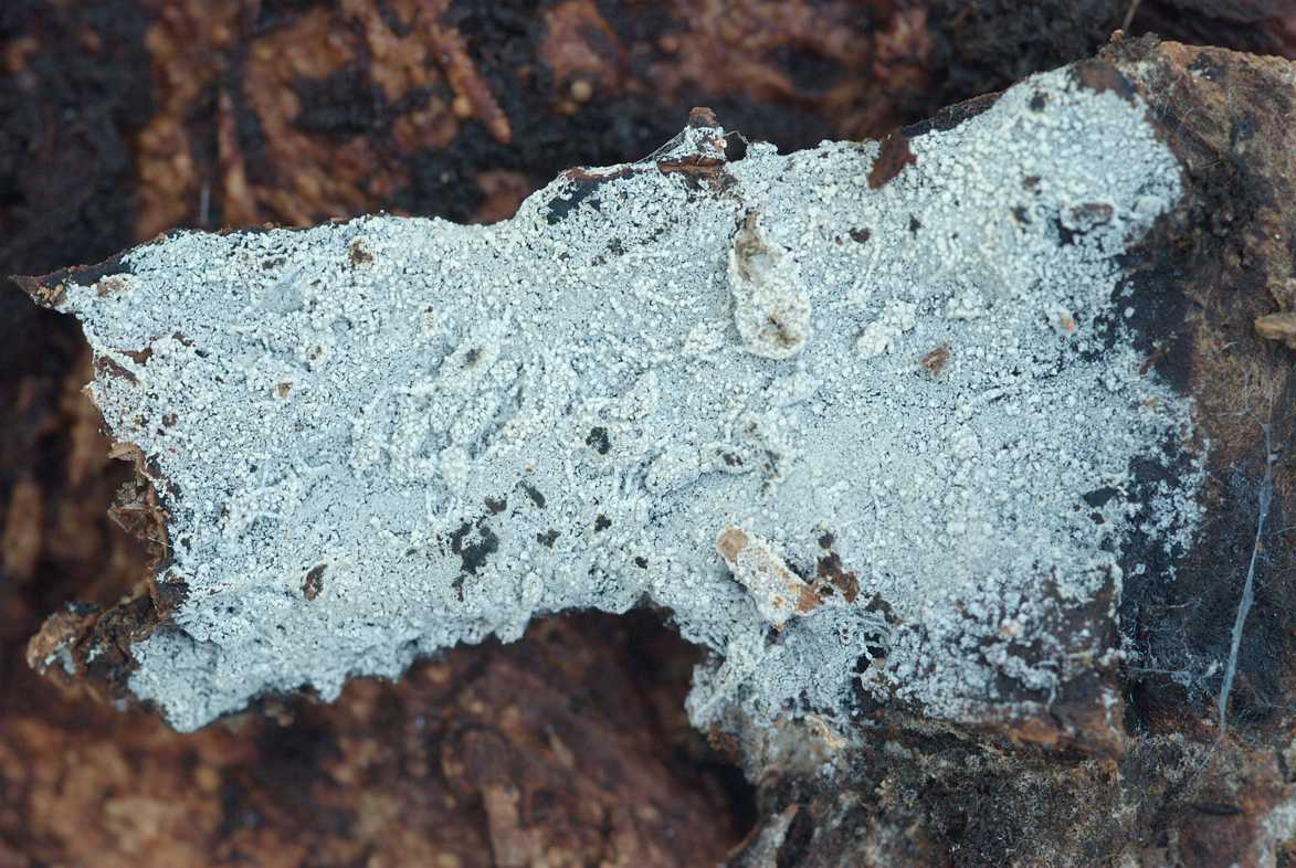 Sistotrema brinkmannii, nearly smooth, thin fruiting body in fresh state (collection Otto Miettinen 23742). [Image credit: Otto Miettinen]