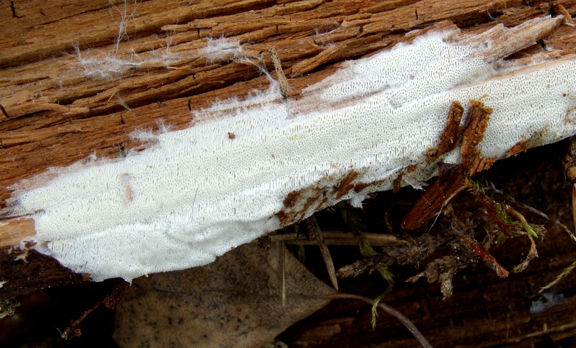 Effused Skeletocutis biguttulata fruiting body on a decayed pine log in central Finland (collection OM15445).