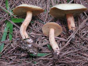 Suillus hirtellus
