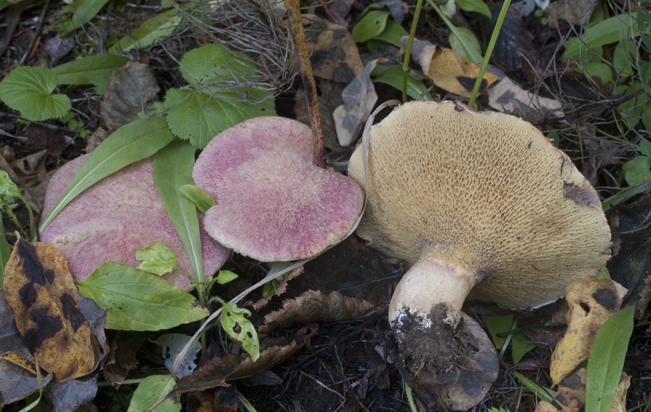 Suillus ochraceoroseus