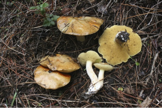 Suillus pungens