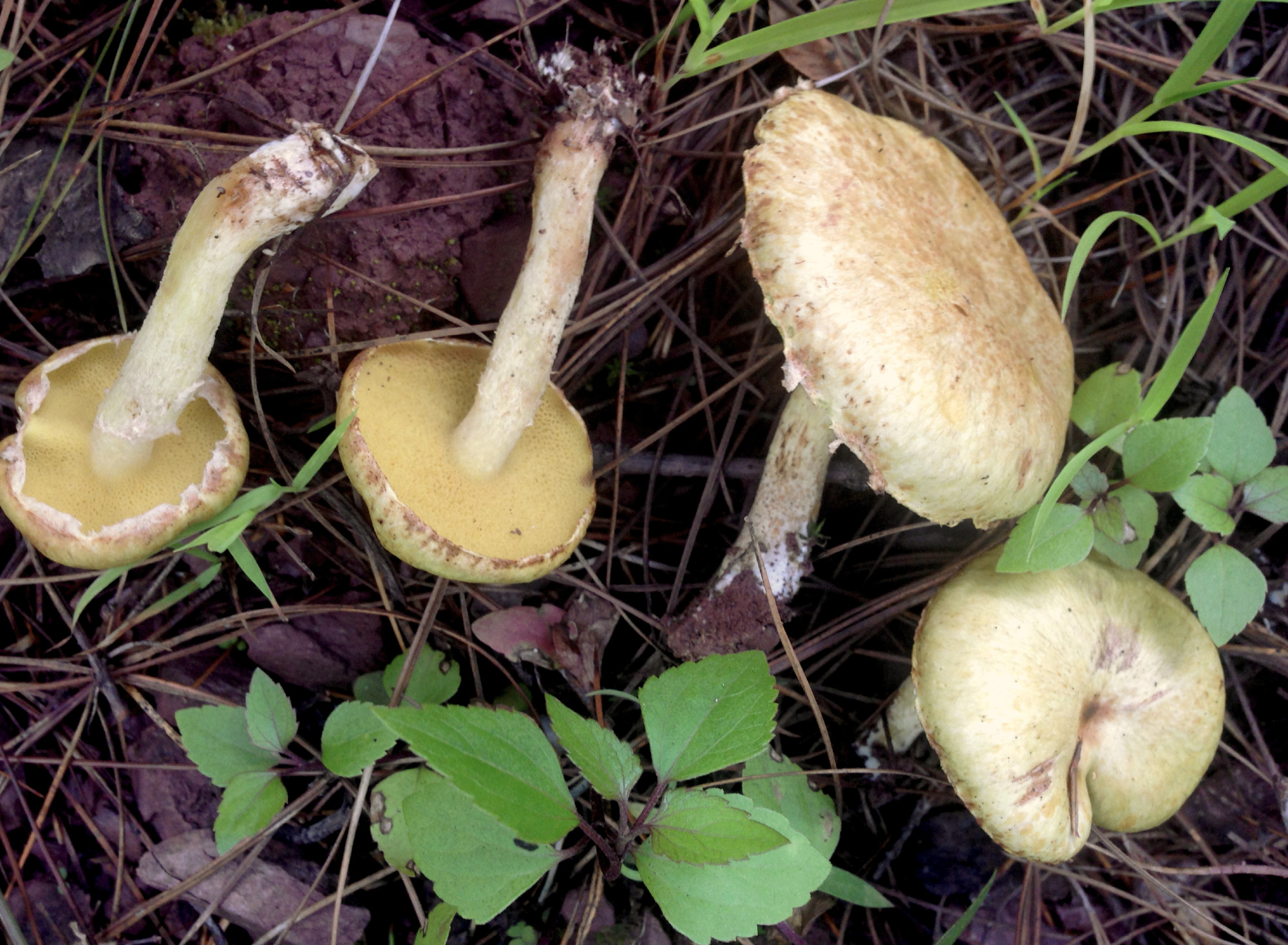 Suillus cf. sibiricus