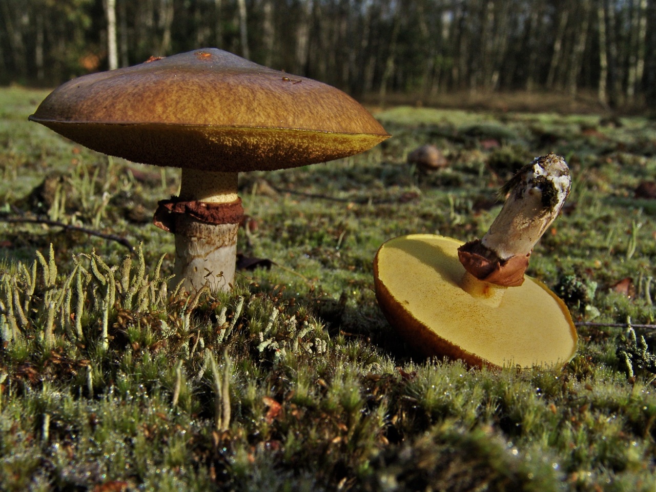 Suillus luteus