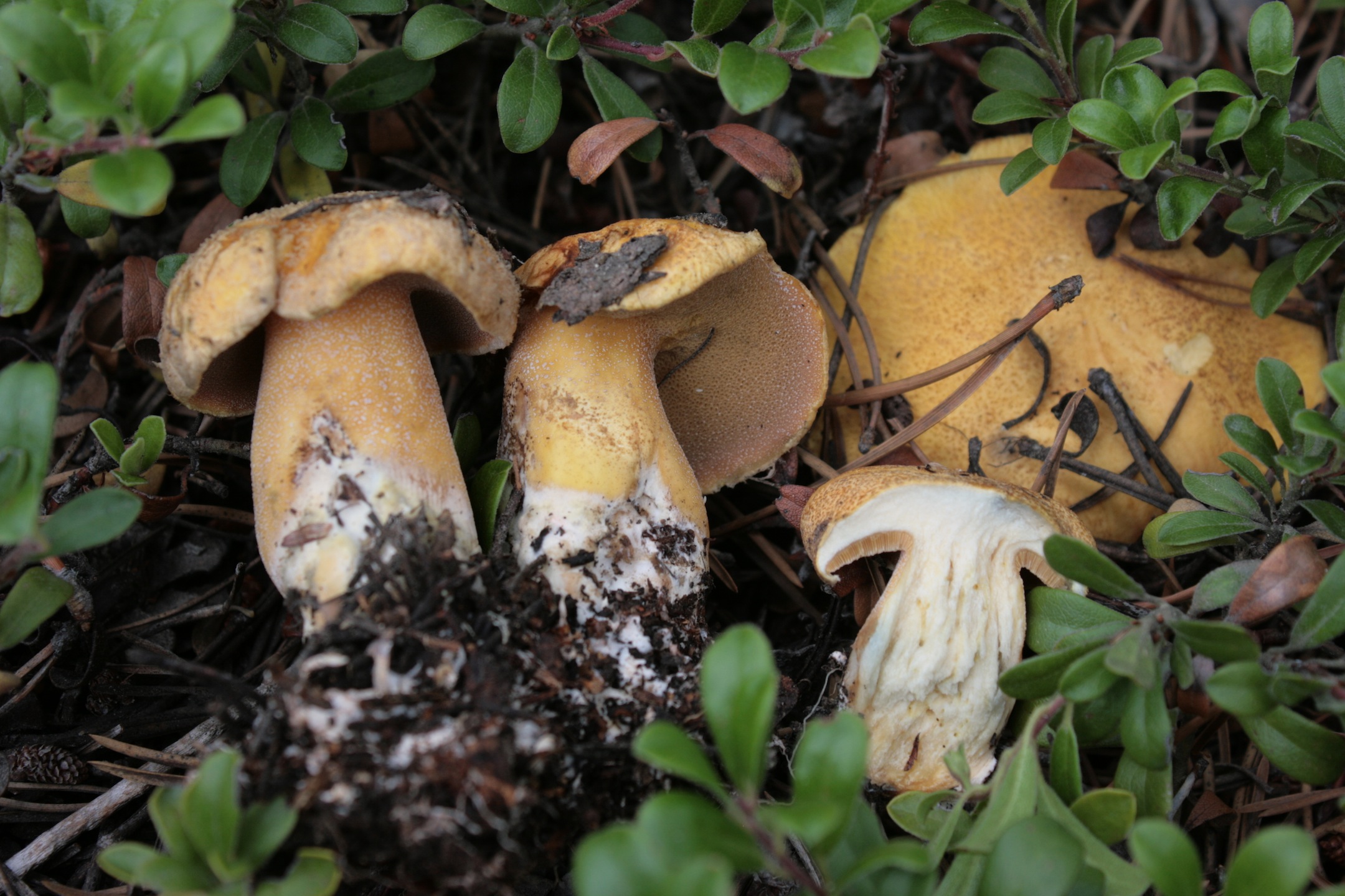 Suillus tomentosus