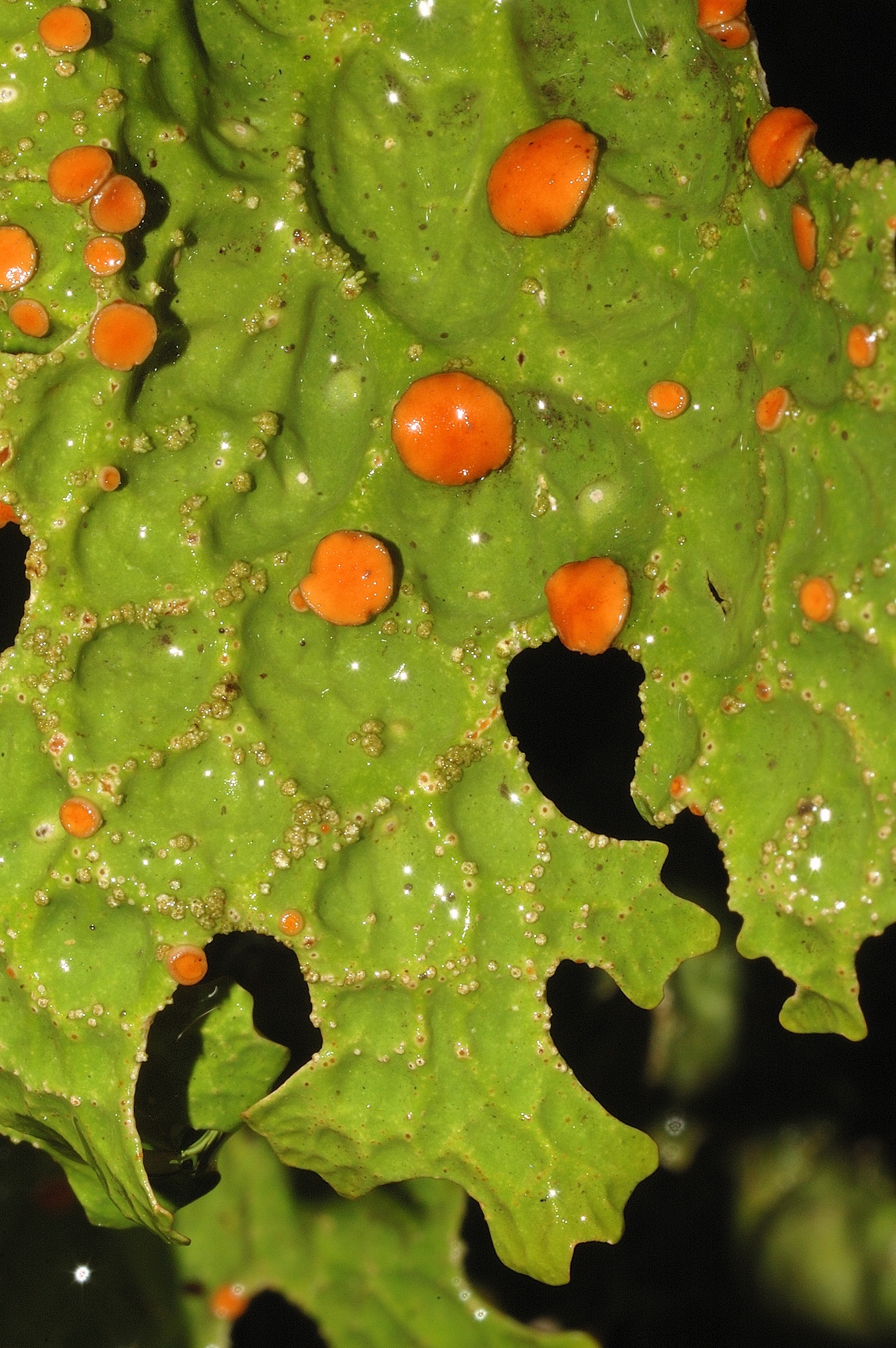 Lobaria pulmonaria and Symbiochloris reticulata
