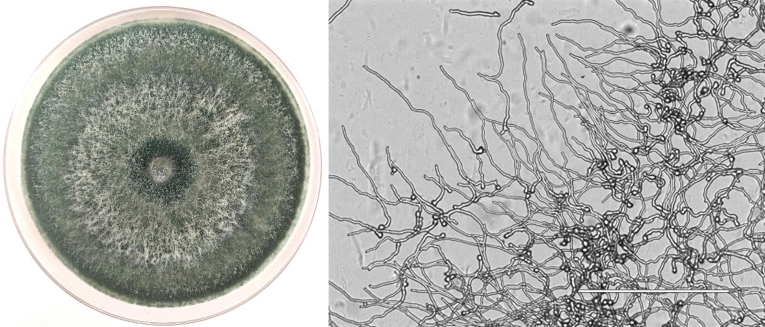 Photo of Trichoderma asperelloides T203 v1.0