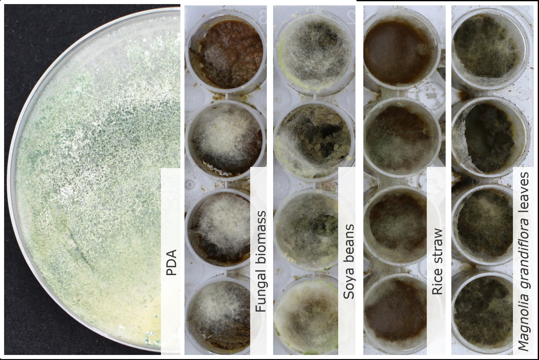 Trichoderma sp. TUCIM 5757