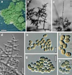 Trichoderma citrinoviride
