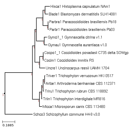 FastTree for Trichophyton interdigitale MR816