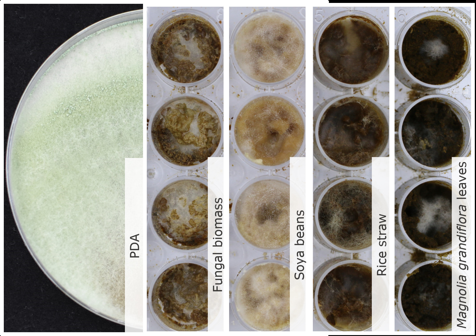 Photo of Trichoderma spirale SZMC 28008 v1.0