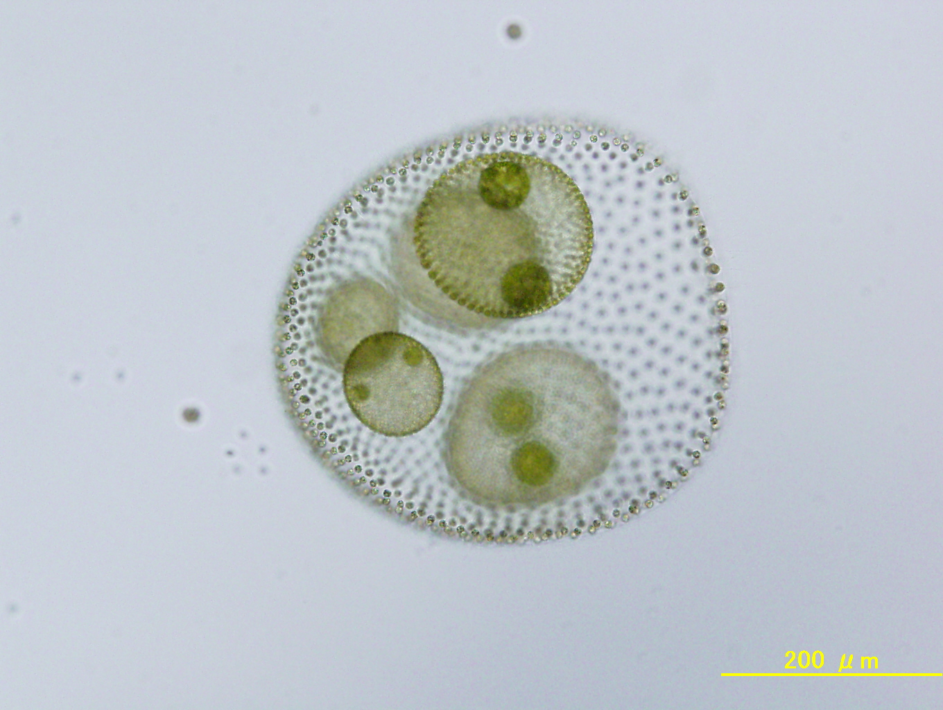 Asexual spheroid of Volvox africanus NIES-3780. 